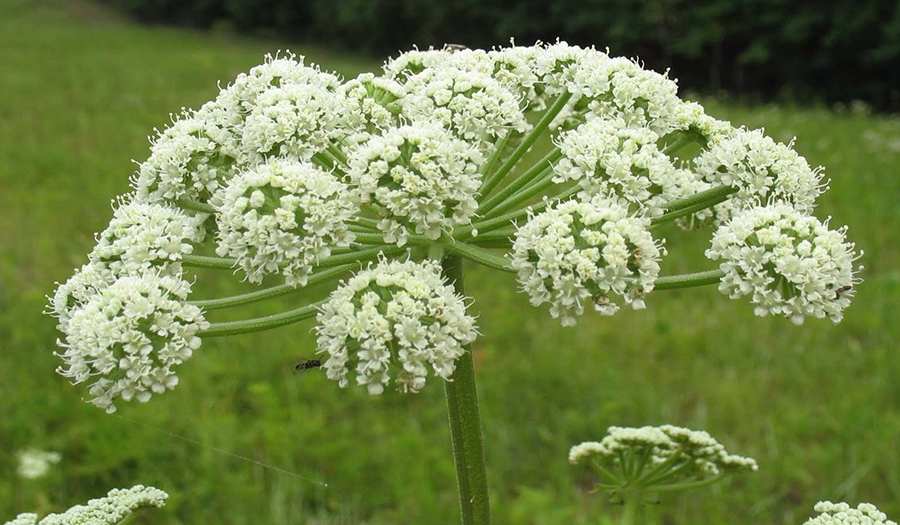 Our perfumes containing Angelica