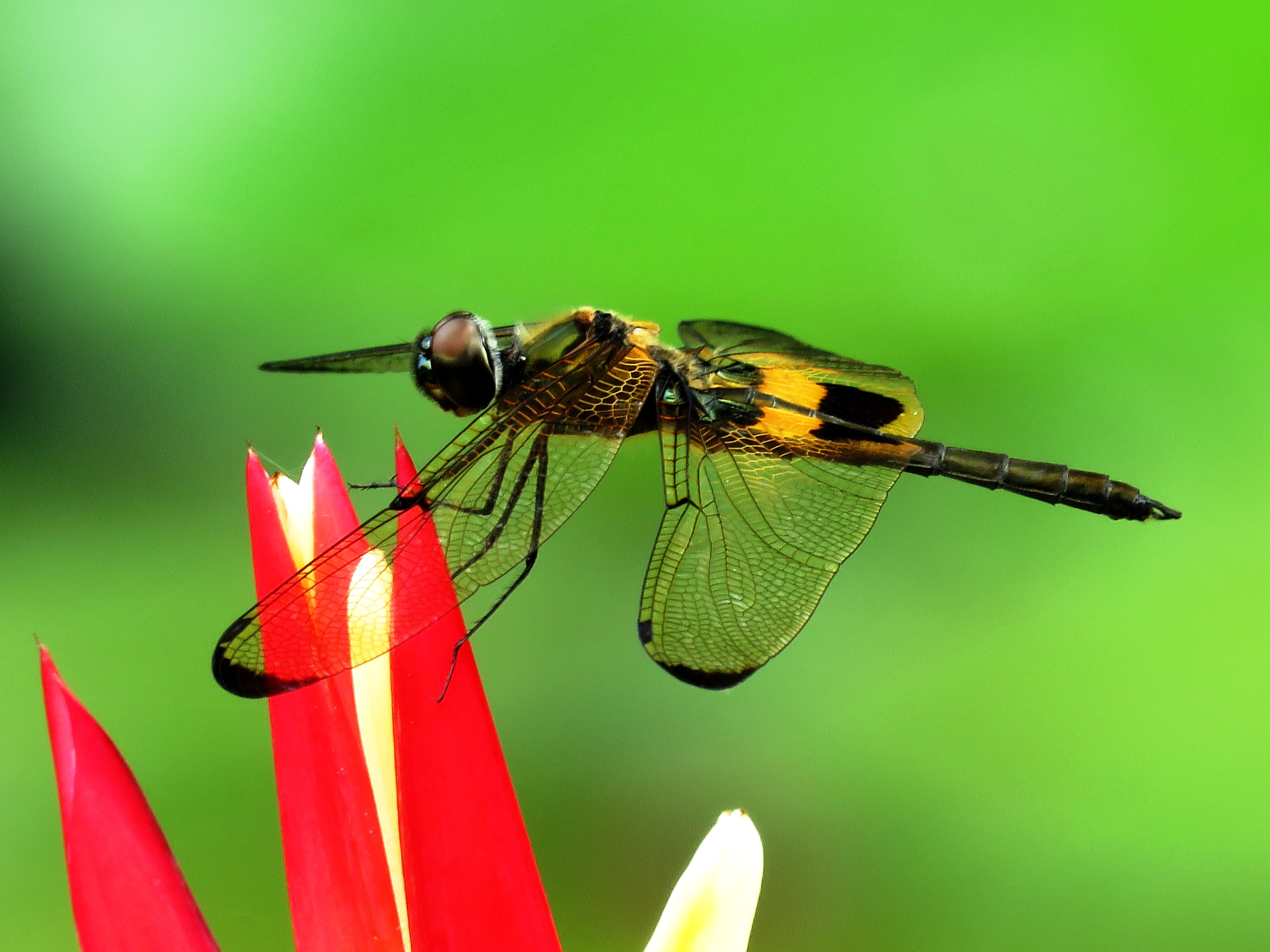 Free Images : invertebrate, dragonfly, dragonflies and damseflies ... Free Images : invertebrate, dragonfly, dragonflies and damseflies ...
