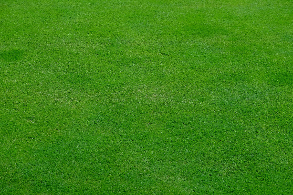 Free Images : plant, field, lawn, meadow, texture, pattern, green, soil ...